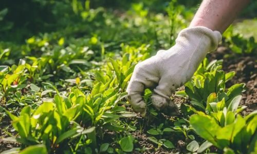 Six easy ways to start organic gardening